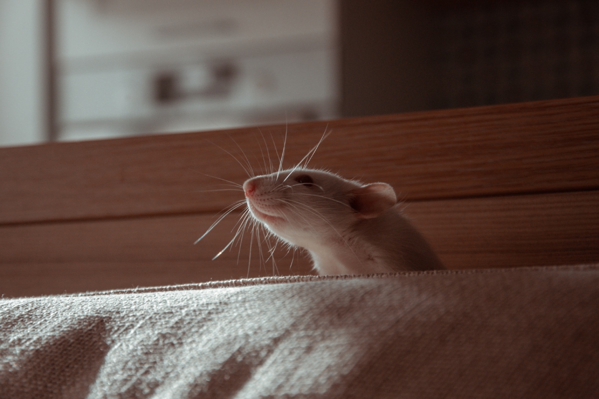 Repelente Ultrasonico de Ratas Ahuyentador de Ratones - para Ratones,  Ratas, Dormitorios, Roedores - Alternativa Efectiva a Las Trampas para  Ratones